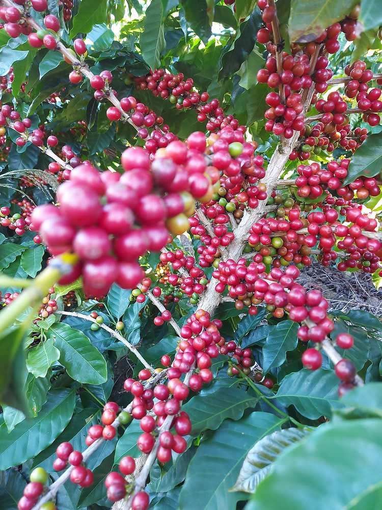 image-13 Terroir do Café: Como o Território Molda o Sabor da Sua Xícara