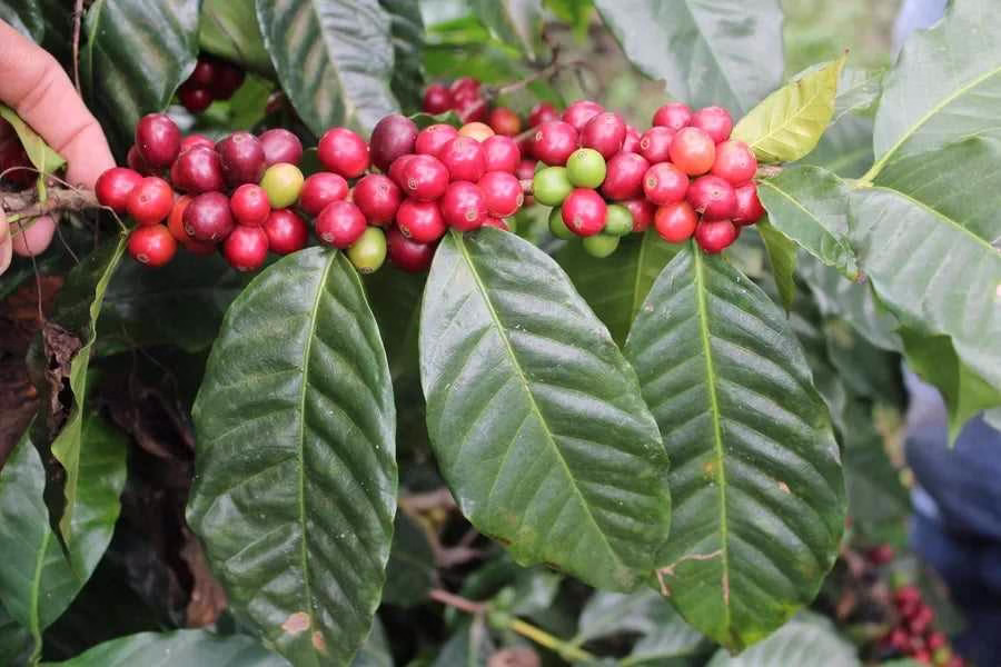 image-18 Terroir do Café: Como o Território Molda o Sabor da Sua Xícara
