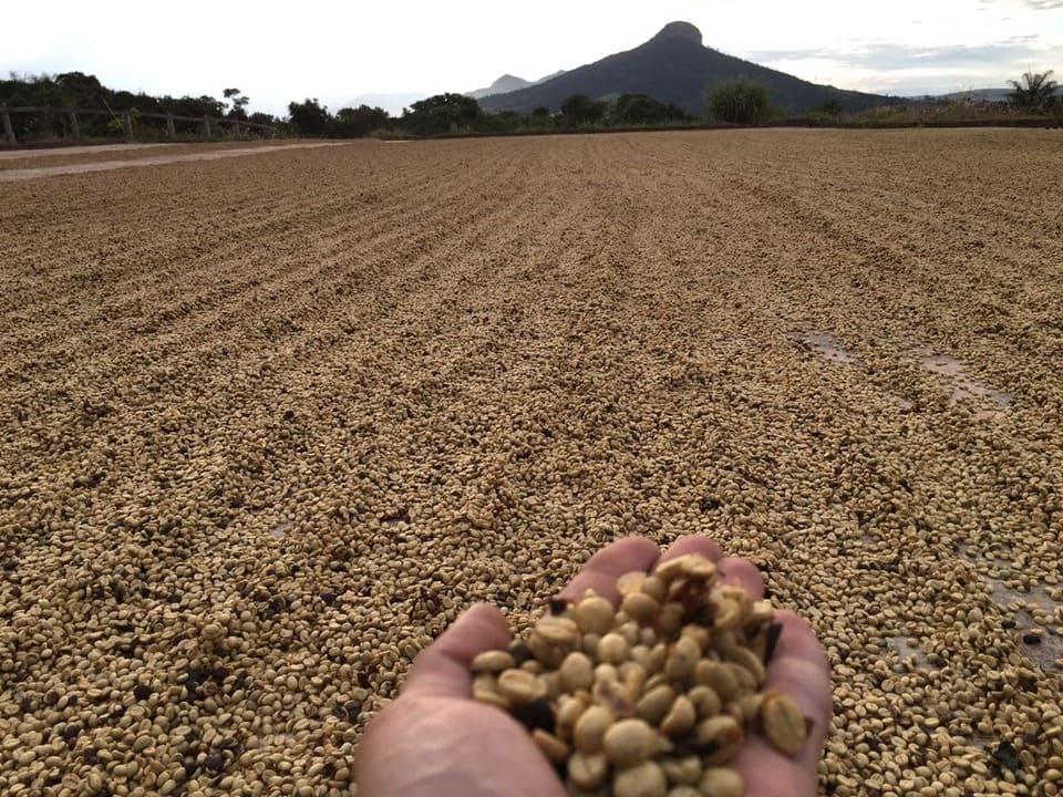 1ac17441780db7ad42999114daefa85f590a83c9-1 Do Terroir à Xícara de Café: Os Caminhos que Definem a Bebida Mais Amada do Brasil