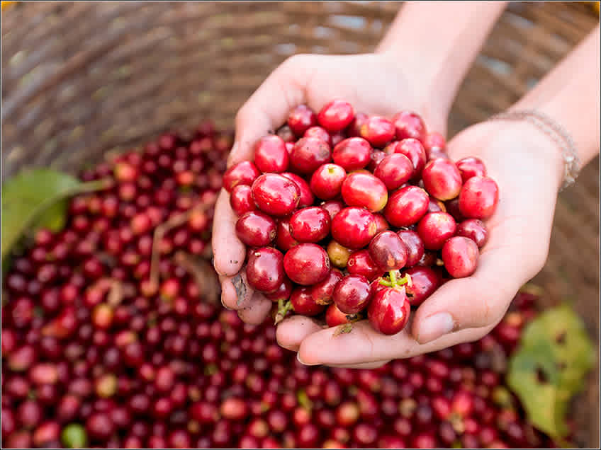 8bfb3ceb4d3e4674e519e59674e5a1b61747229b Do Terroir à Xícara de Café: Os Caminhos que Definem a Bebida Mais Amada do Brasil