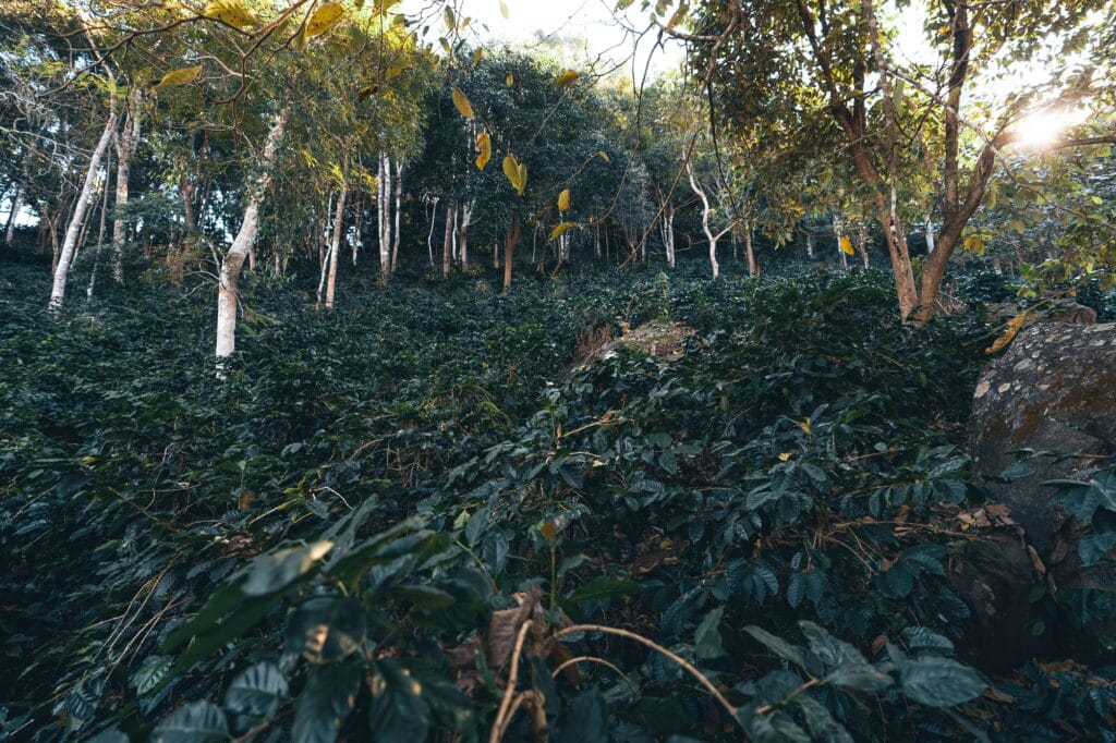 coffee-and-arabica-coffee-plantation-harvest-day-1024x682 Toda a Cadeia de Sustentabilidade do Café: Transformando o Futuro da Cafeicultura Brasileira