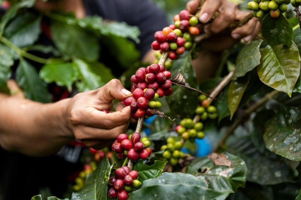 coffee-berries-by-agriculture-coffee-beans-ripening-on-the-tree-in-north-of-thailand-1024x682 Cápsulas de Café: Impacto Econômico no Mercado Tradicional de Café
