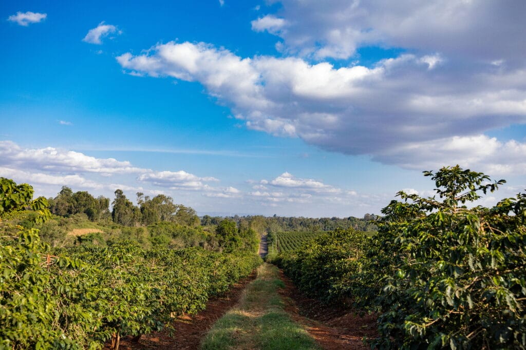 coffee-farm-red-green-berries-seeds-plants-vegetation-farm-farming-landscapes-kenya-east-africa-1024x682 A Saga do Grão Dourado: A História do Café no Brasil