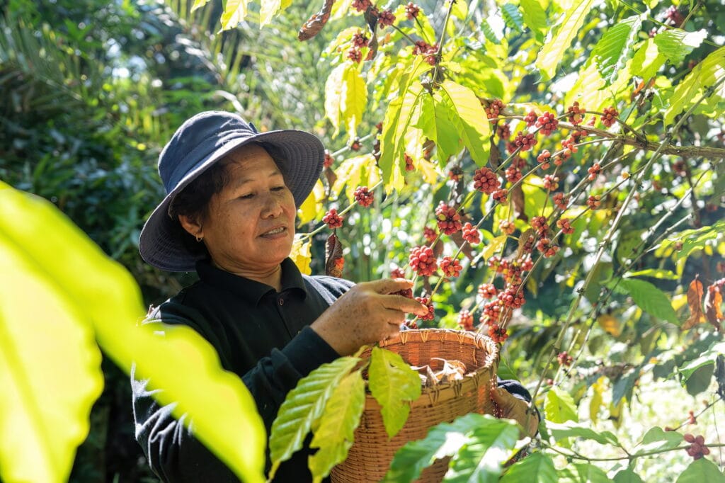 farmer-in-plantation-coffee-berries-harvest-in-farm-harvesting-robusta-and-arabica-coffee-berries-1024x682 Toda a Cadeia de Sustentabilidade do Café: Transformando o Futuro da Cafeicultura Brasileira