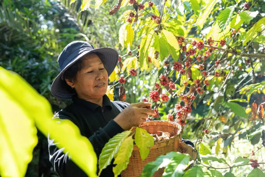farmer-in-plantation-coffee-berries-harvest-in-farm-harvesting-robusta-and-arabica-coffee-berries-1024x682 Toda a Cadeia de Sustentabilidade do Café: Transformando o Futuro da Cafeicultura Brasileira