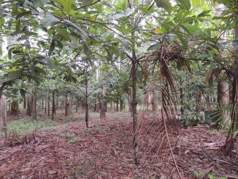 image-10 Sustentabilidade na Cafeicultura Brasileira: Como o País Lidera a Revolução Verde Mundial