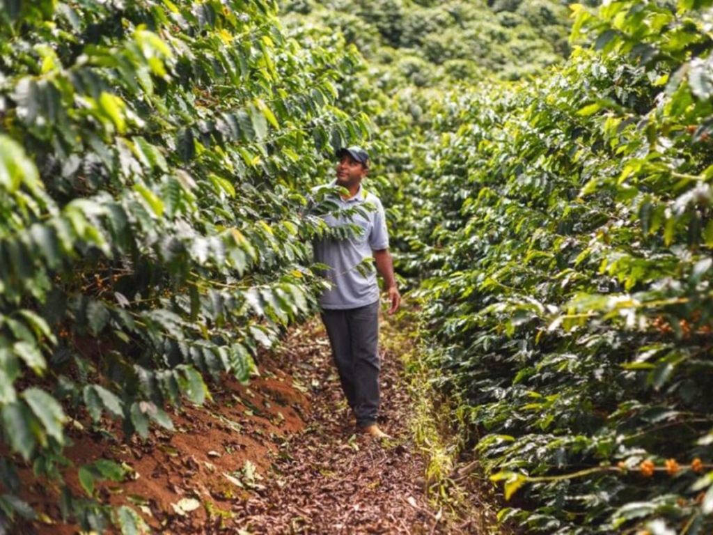 Sustentabilidade na Cafeicultura Brasileira: Como o País Lidera a Revolução Verde Mundial