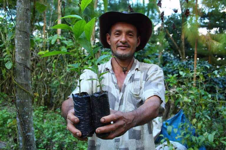 image-11 Sustentabilidade na Cafeicultura Brasileira: Como o País Lidera a Revolução Verde Mundial