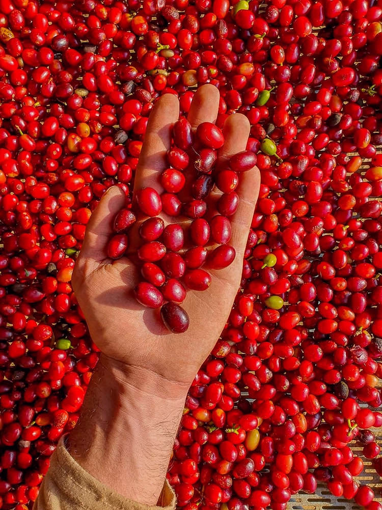 image-25 Variedades de Grãos Arábica: Guia Completo das Cultivares que Definem o Café Brasileiro de Qualidade