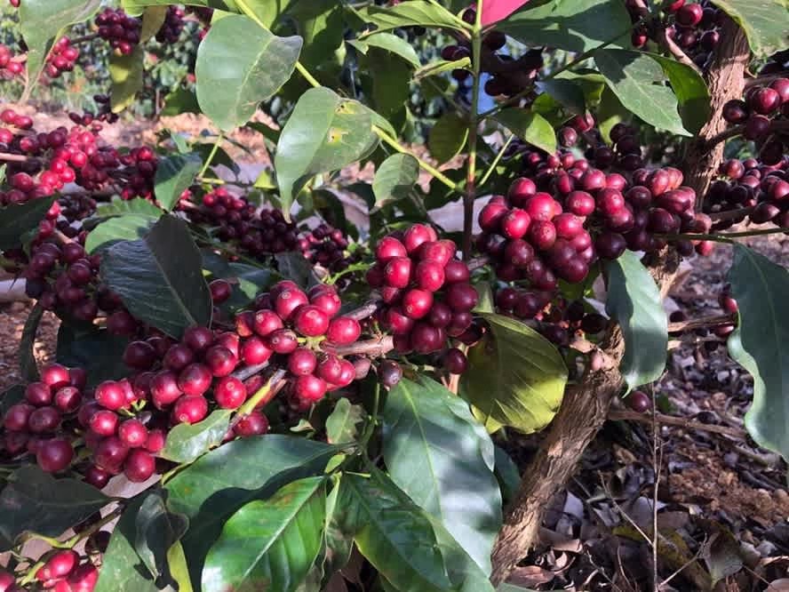 image-26 Variedades de Grãos Arábica: Guia Completo das Cultivares que Definem o Café Brasileiro de Qualidade