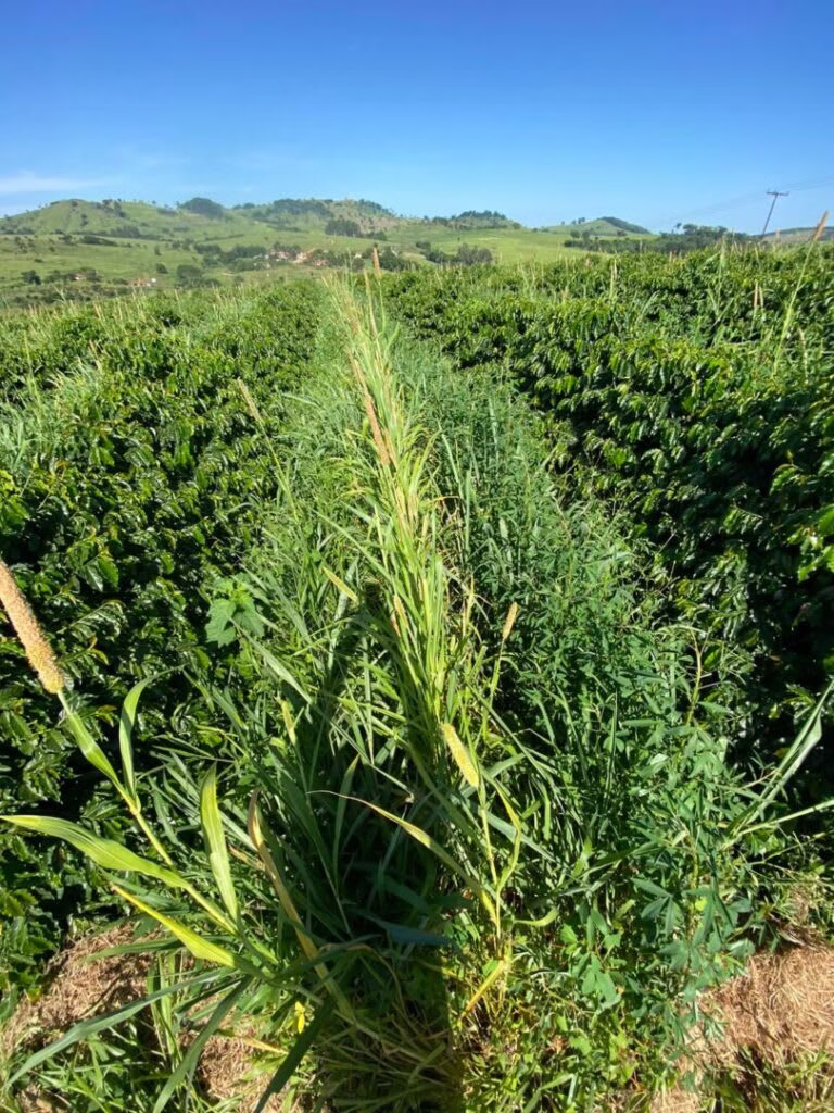 image-8 Sustentabilidade na Cafeicultura Brasileira: Como o País Lidera a Revolução Verde Mundial
