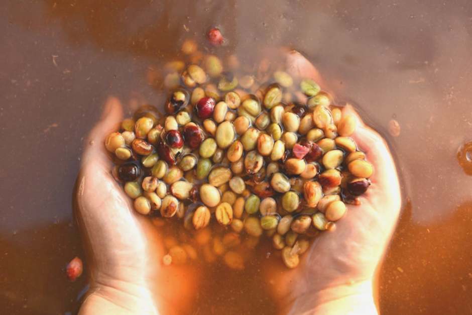 274f64fe0b98b689223127186ef84841b2f29a09 Métodos de Fermentação no Café Especial: A Revolução dos Sabores Únicos