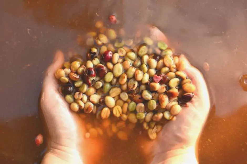 274f64fe0b98b689223127186ef84841b2f29a09 Métodos de Fermentação no Café Especial: A Revolução dos Sabores Únicos