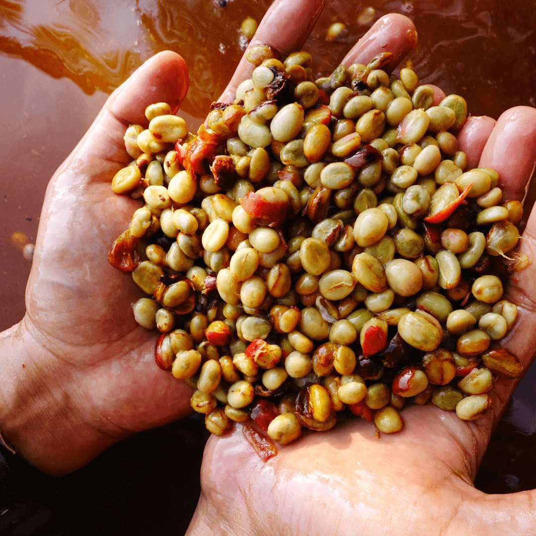 60c7c8c2d2b9280a1aa6e0347d77949ed484e089 Métodos de Fermentação no Café Especial: A Revolução dos Sabores Únicos