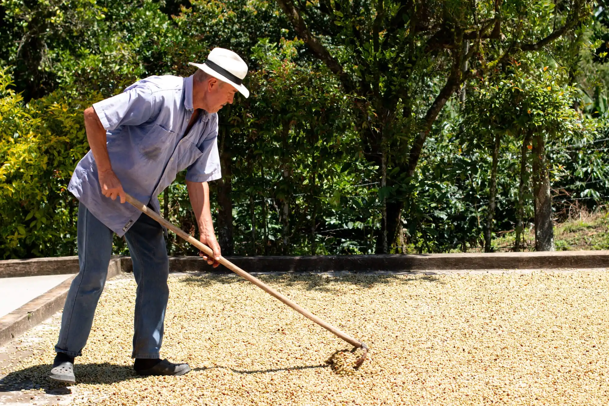 Barn spreading coffee for drying. Coffee farmer drying coffee. Latin farmer with hat.