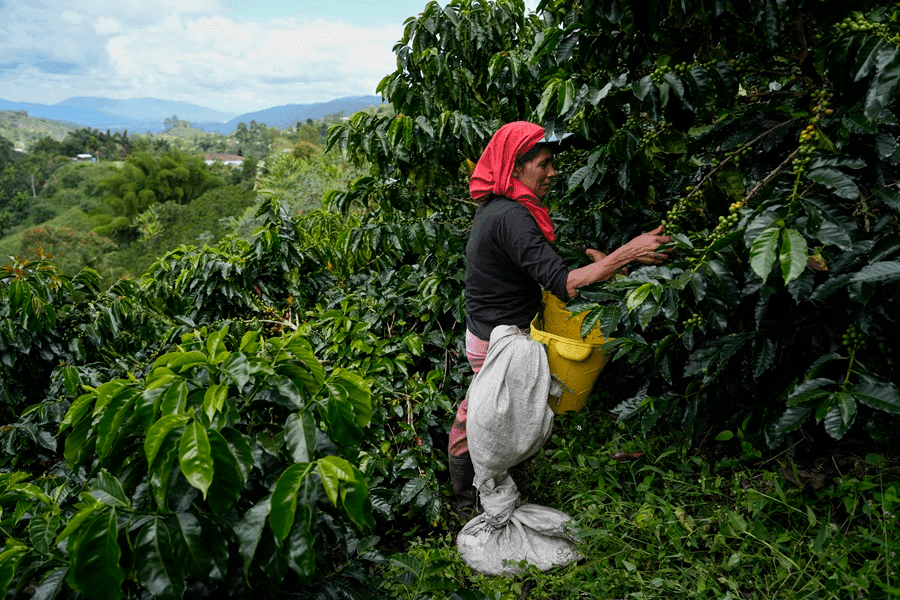 image-28 Tudo sobre o Café Juan Valdez: História, Produtos e Chegada ao Brasil