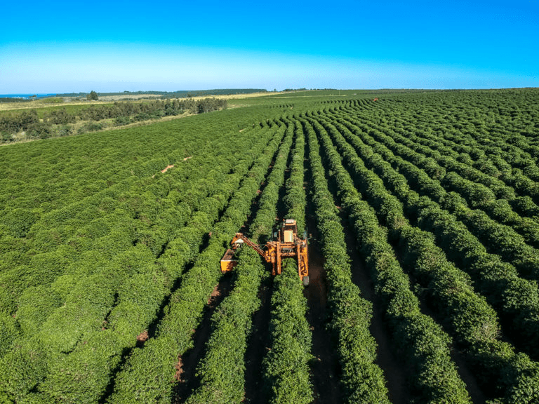 image-58 Café Especial no Brasil 2025: Tendências e Transformações que Redefinem o Mercado Nacional