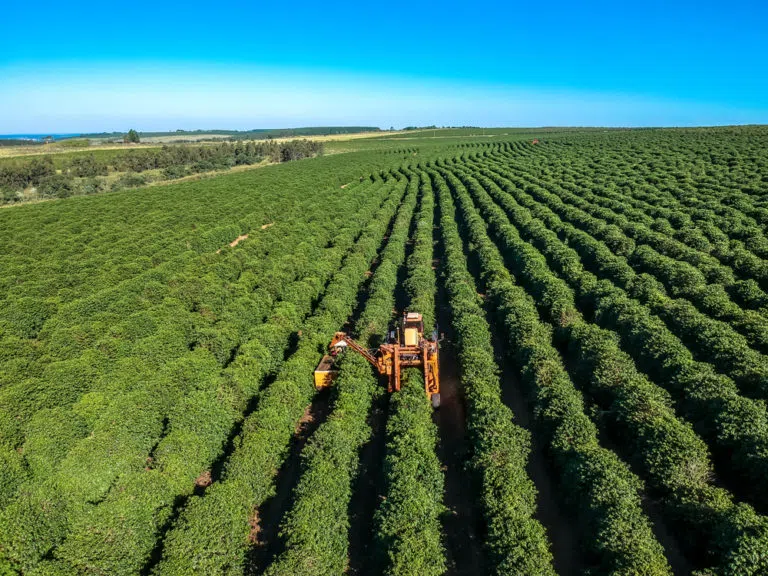 image-58 Café Especial no Brasil 2025: Tendências e Transformações que Redefinem o Mercado Nacional
