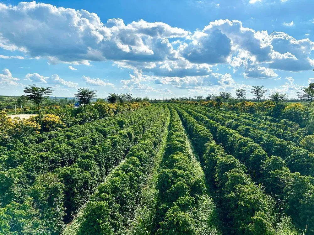 Cafés do cerrado mineiro
