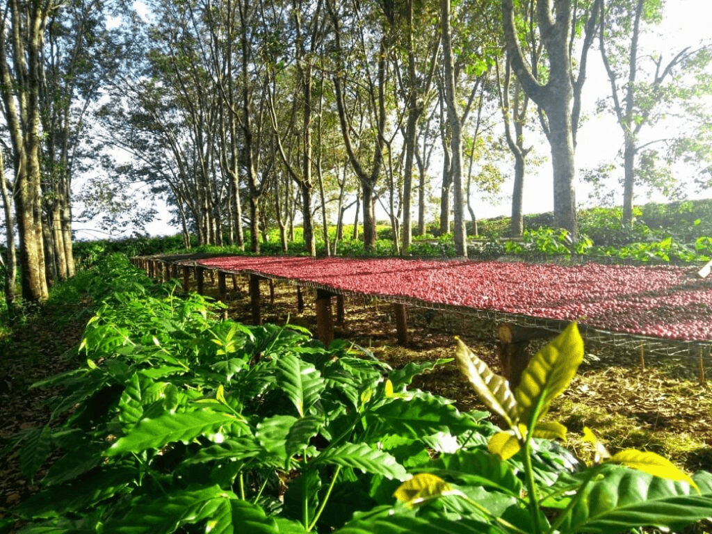 7fcd04e9f7edc44ef4ca858997514e5966e40904 Conheça os Cafés do Cerrado Mineiro: A Primeira Denominação de Origem do Brasil