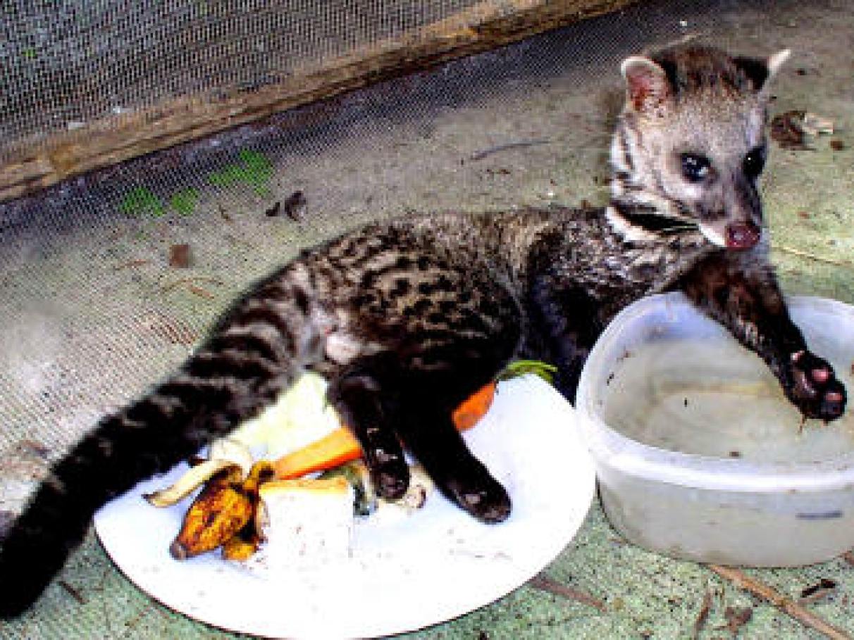 639c424edf11e21c406cbd6f9ed8f2cdd4b596ec 5 Cafés Mais Caros do Mundo: Do Luxo à Extravagância